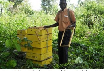 Why Yambio honey doesn’t sweeten the throats of local villagers